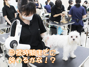 １年生のトリミング実習☆